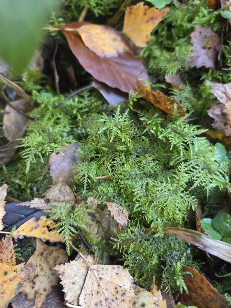 Splendid Feather Moss photo 5