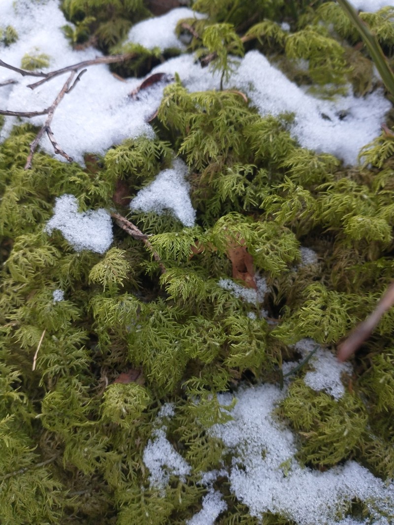 Splendid Feather Moss photo 6