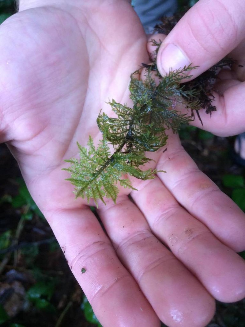 Splendid Feather Moss photo 7