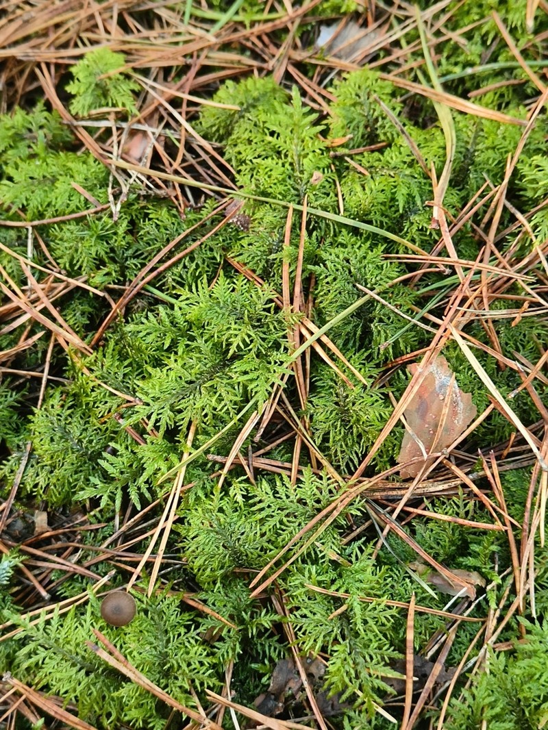 Splendid Feather Moss photo 8