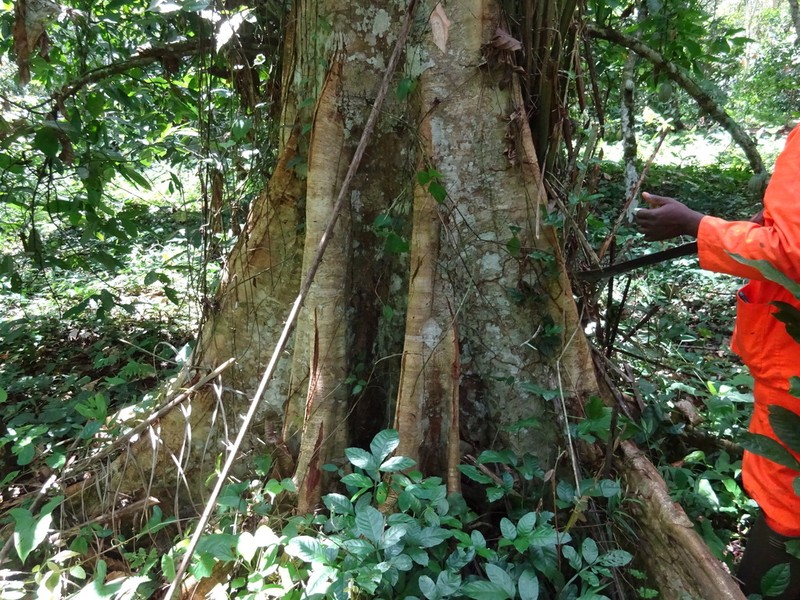 Hylodendron gabunense