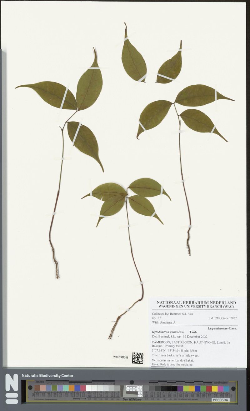 Hylodendron gabunense photo 2
