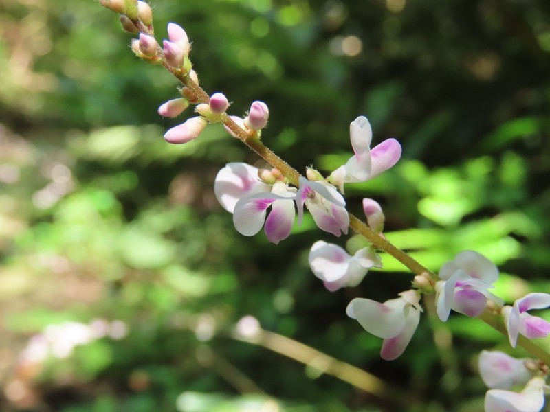 Hylodesmum densum