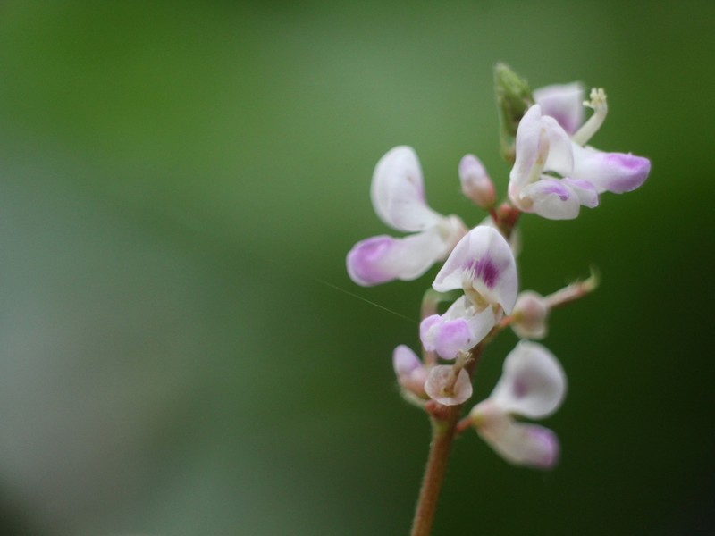 Hylodesmum densum photo 2