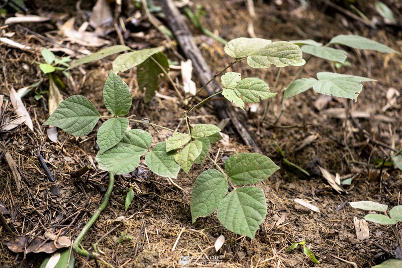 Hylodesmum densum photo 3