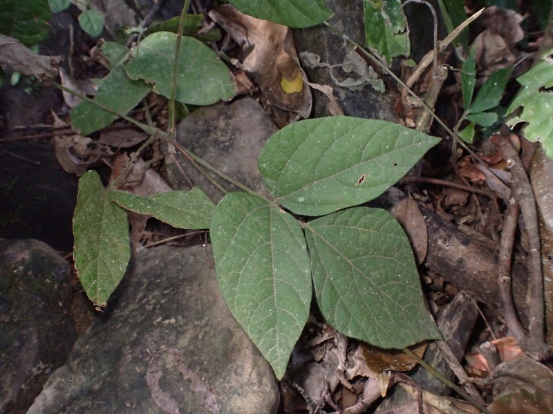 Hylodesmum densum photo 4