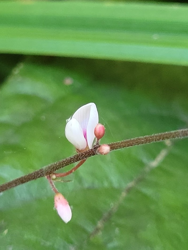 Hylodesmum densum photo 5