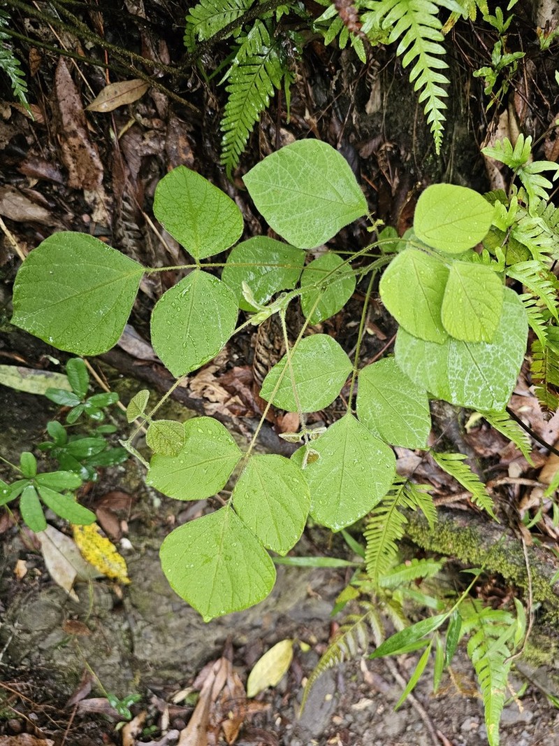 Hylodesmum densum photo 6