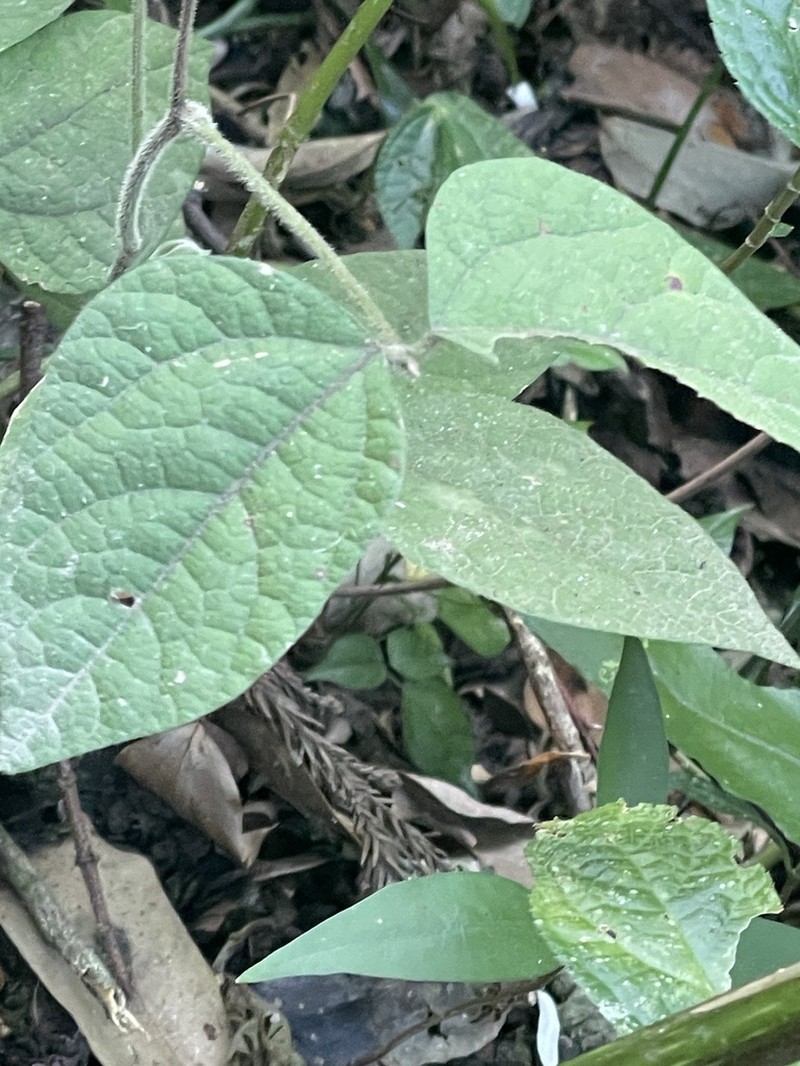 Hylodesmum densum photo 7