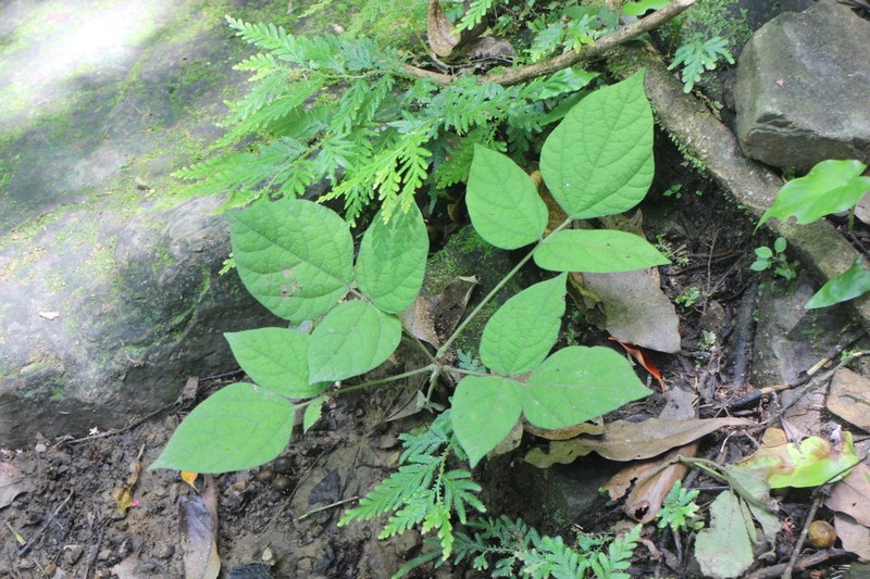 Hylodesmum densum photo 8