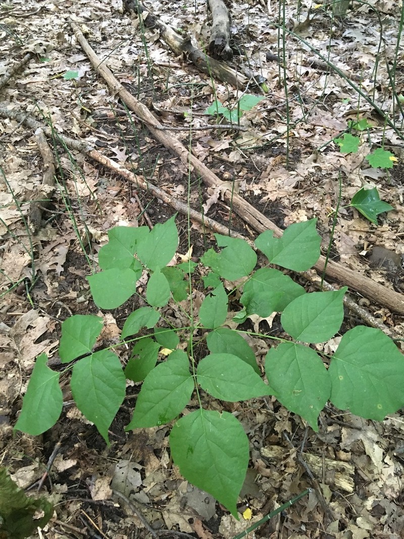 Pointedleaf Ticktrefoil