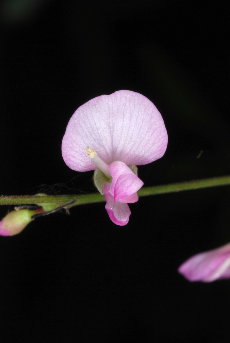 Pointedleaf Ticktrefoil photo 3