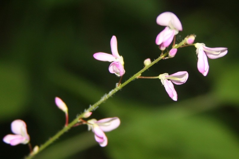 Pointedleaf Ticktrefoil photo 4