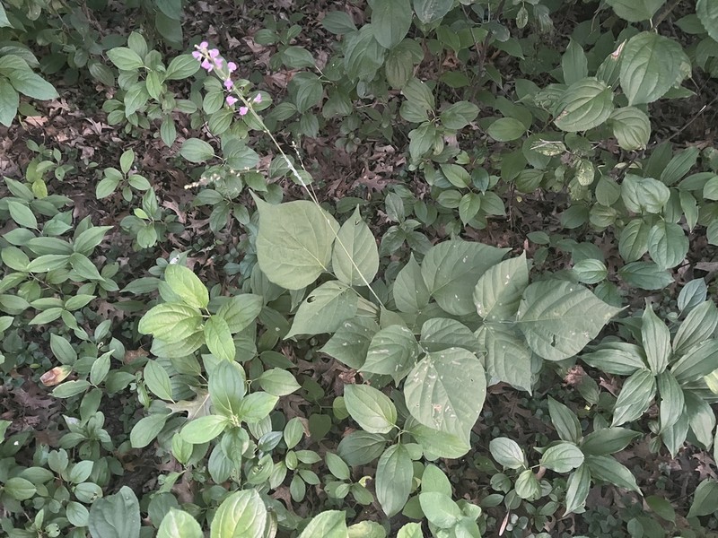Pointedleaf Ticktrefoil photo 5