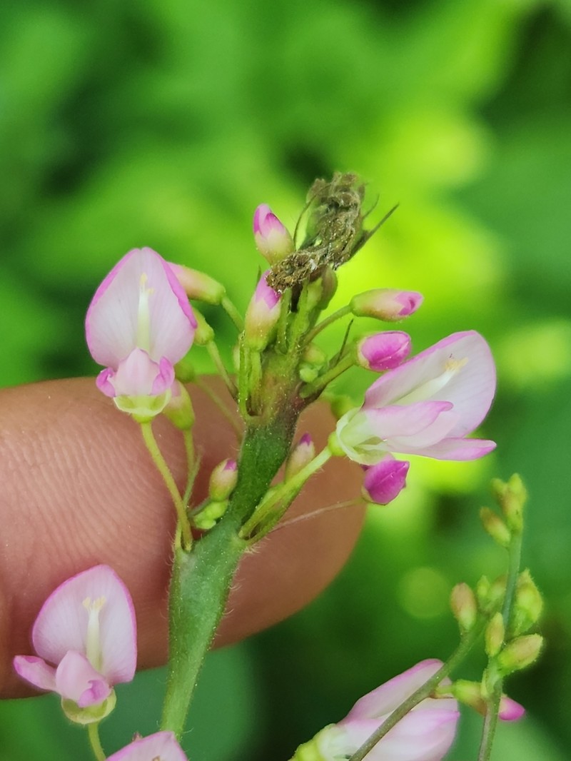 Pointedleaf Ticktrefoil photo 6