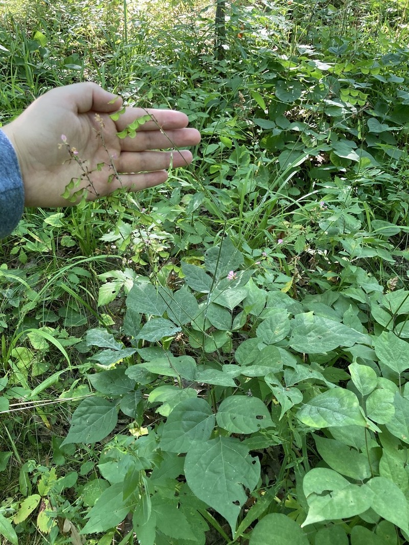 Pointedleaf Ticktrefoil photo 7