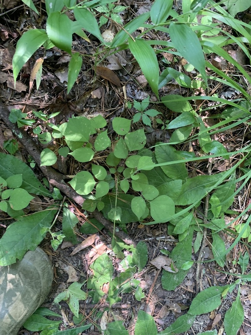 Pointedleaf Ticktrefoil photo 8