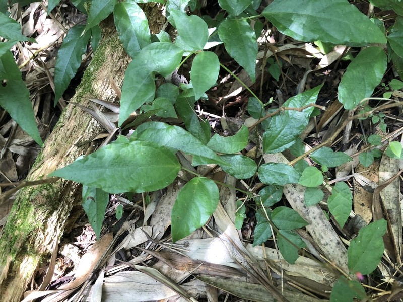 Hylodesmum laterale