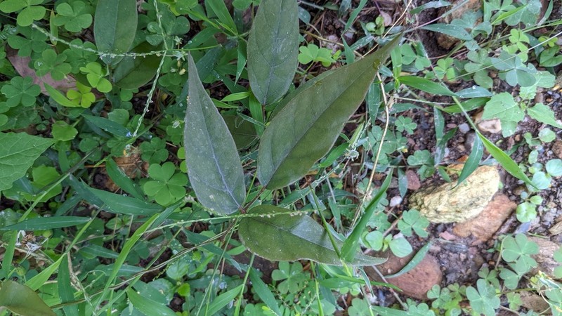 Hylodesmum laterale photo 2