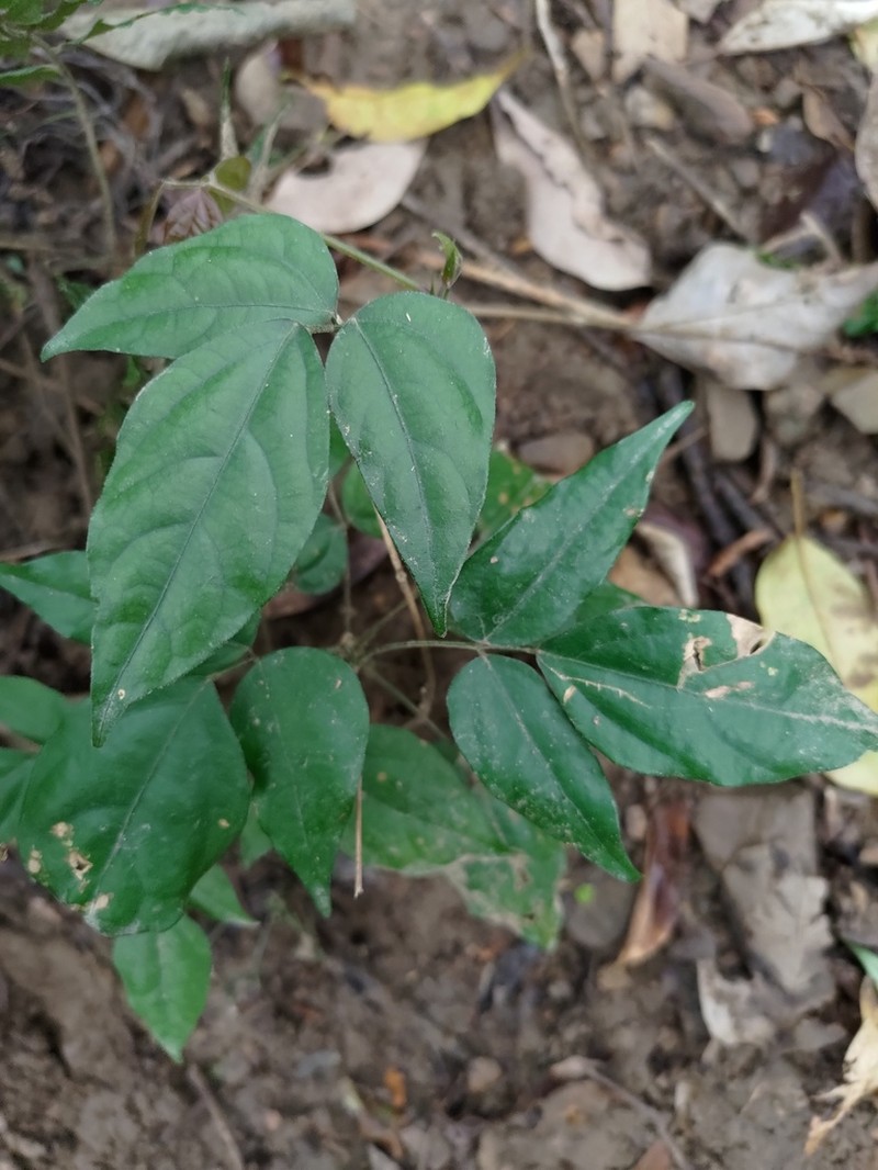 Hylodesmum laterale photo 3