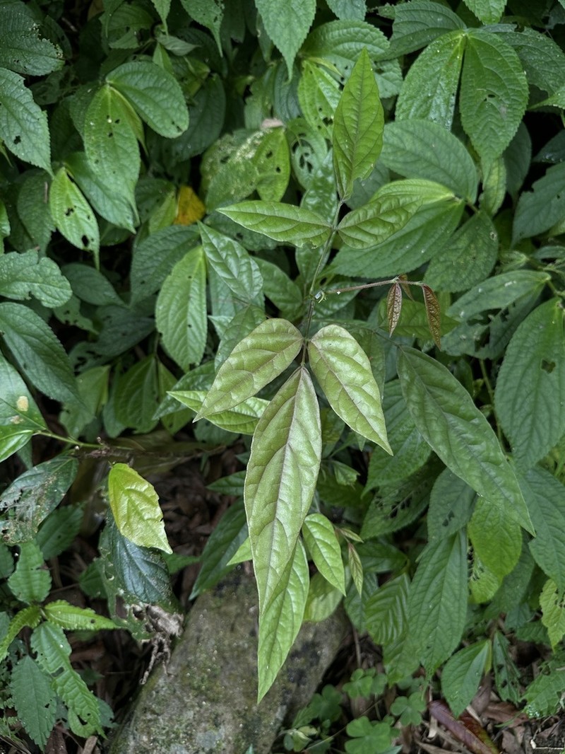 Hylodesmum laterale photo 4