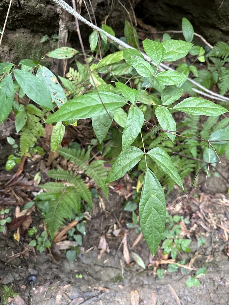Hylodesmum laterale photo 6