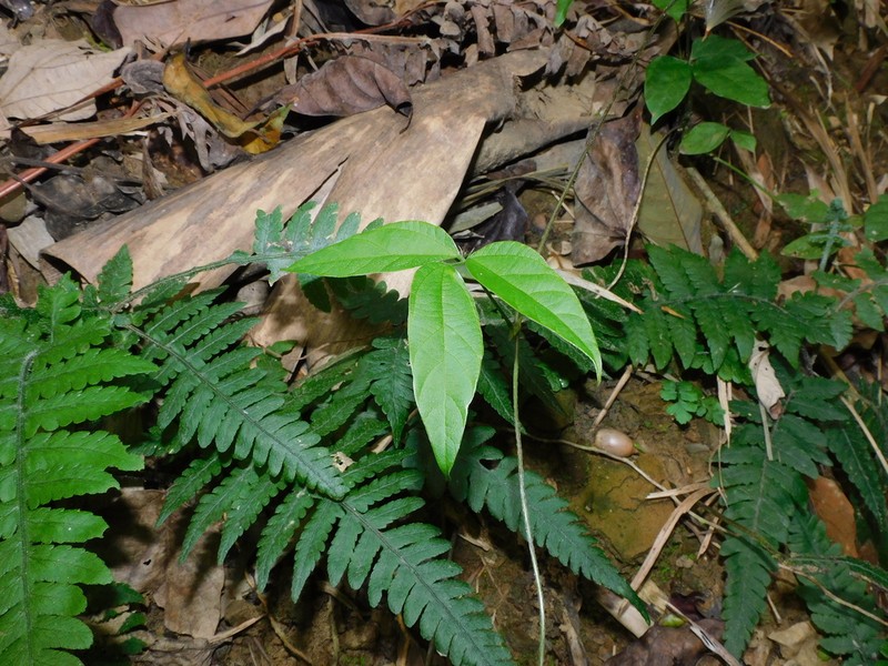 Hylodesmum laterale photo 7
