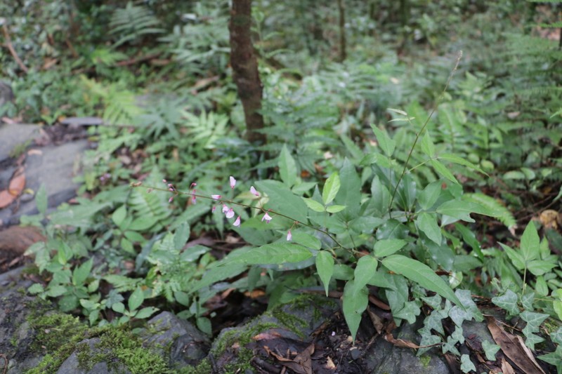 Hylodesmum laterale photo 8