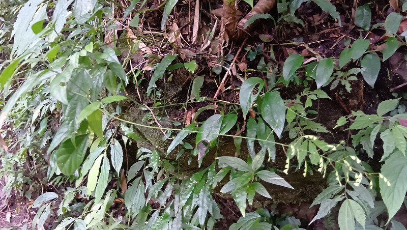 Hylodesmum laxum photo 3