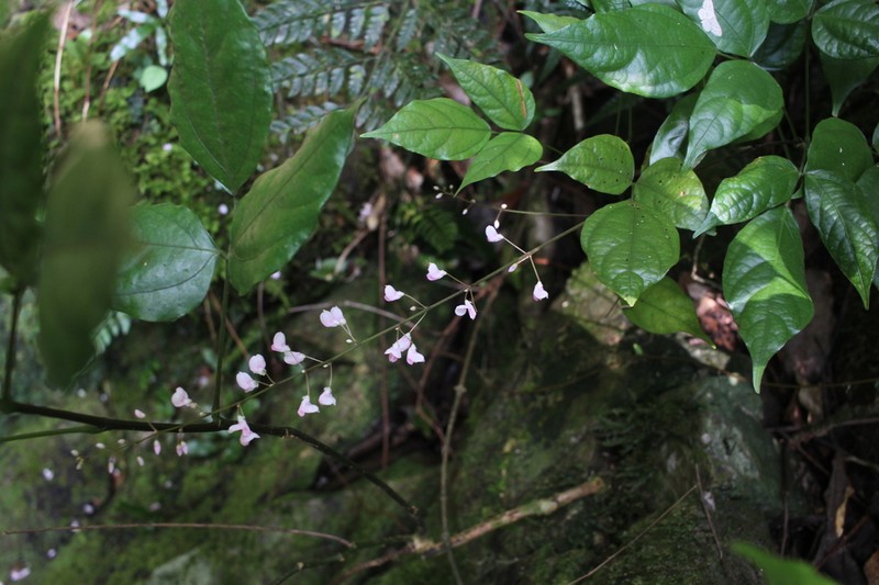 Hylodesmum laxum photo 8