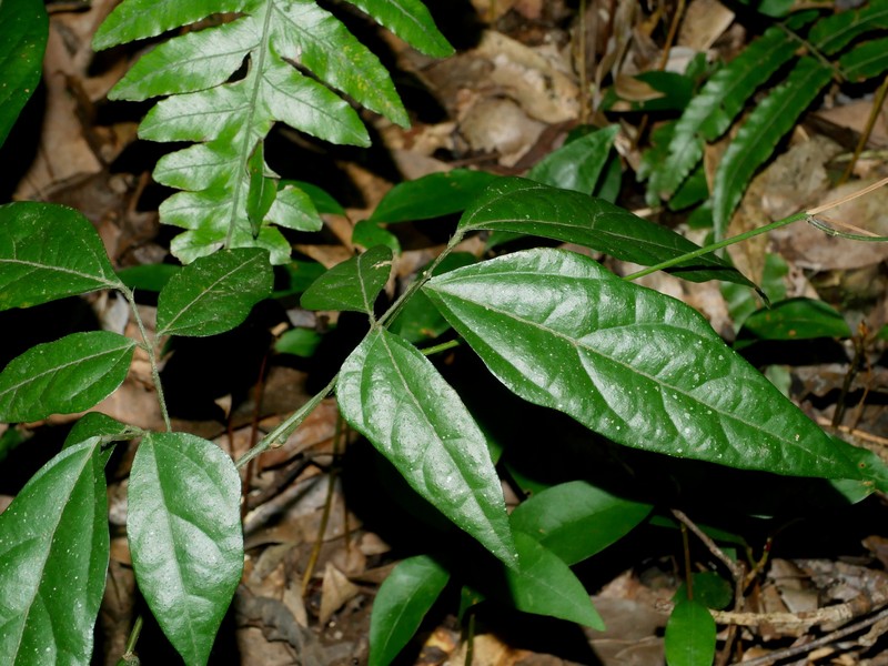 Hylodesmum laxum subsp. laxum