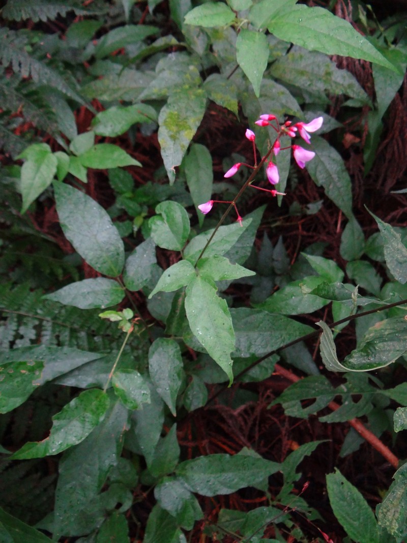 Hylodesmum laxum subsp. laxum photo 3