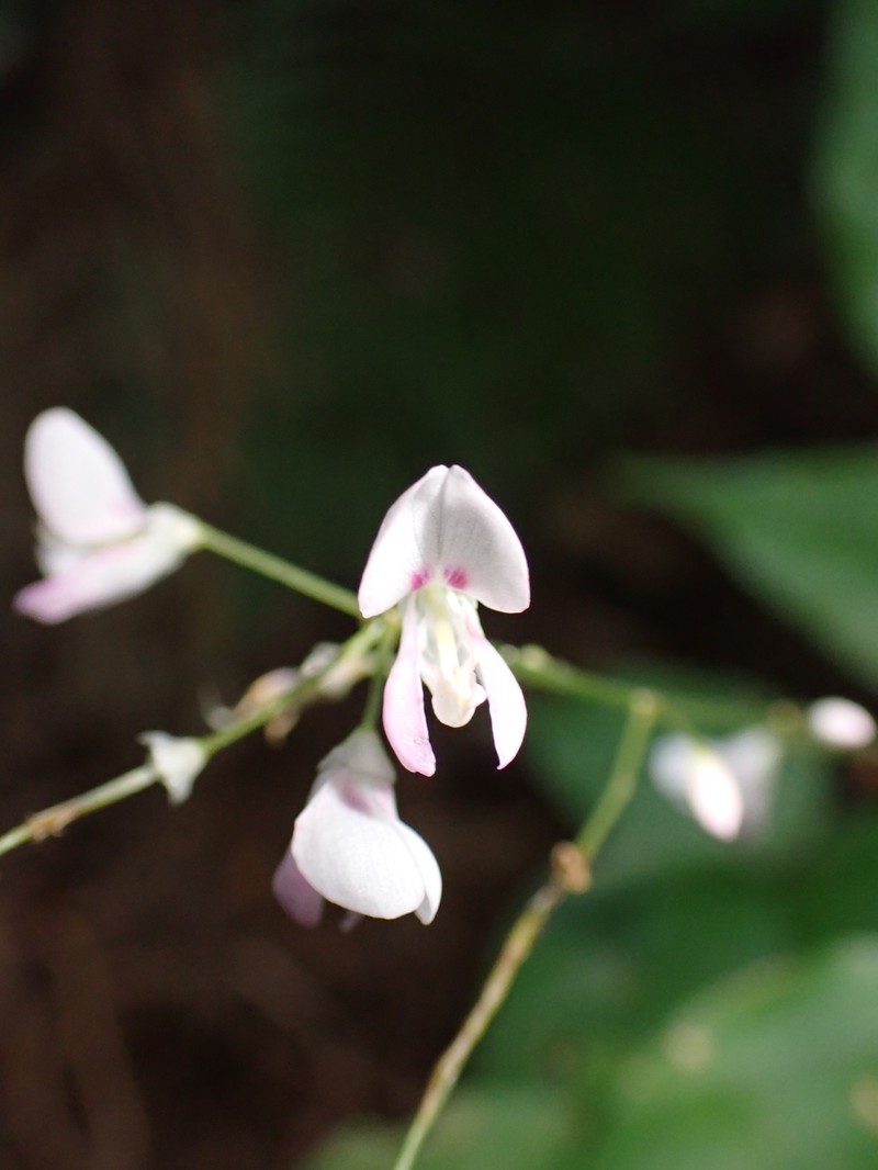 Hylodesmum leptopus