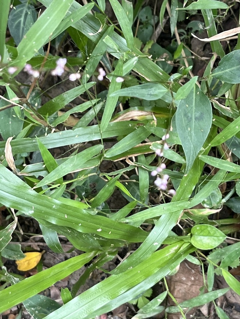 Hylodesmum leptopus photo 2