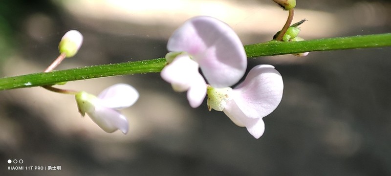 Hylodesmum leptopus photo 3