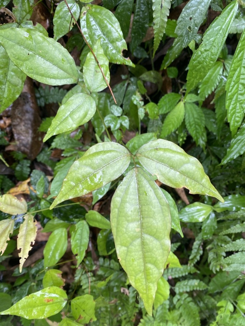 Hylodesmum leptopus photo 4