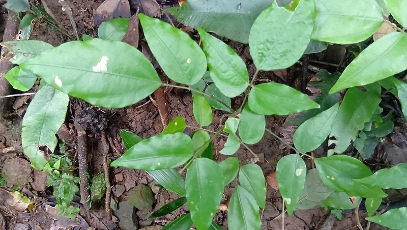 Hylodesmum leptopus photo 5