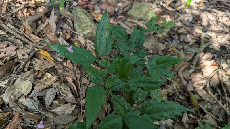 Hylodesmum leptopus photo 6