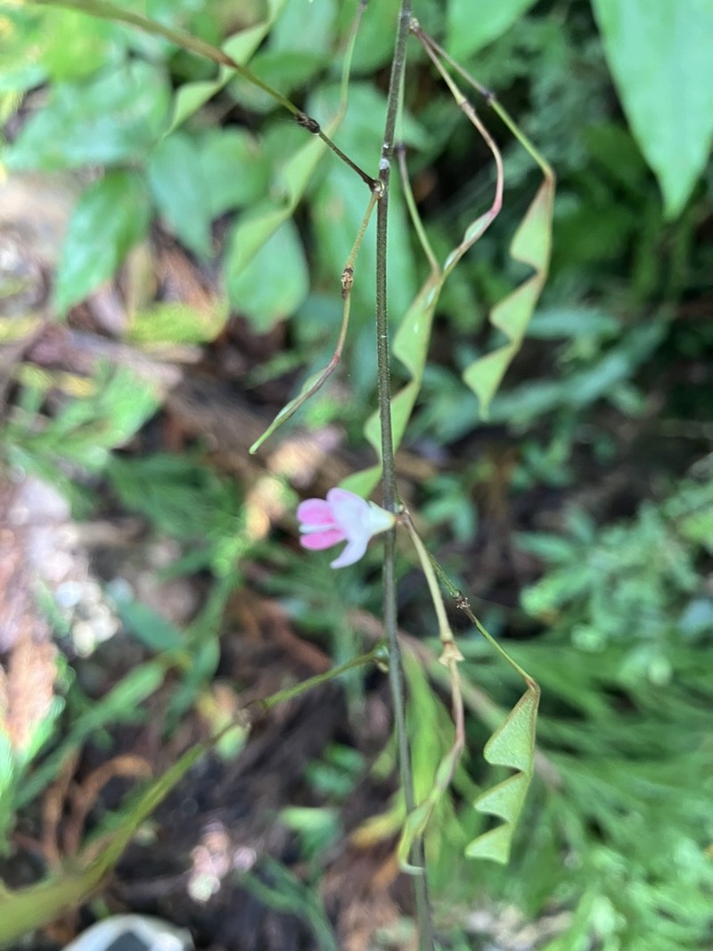 Hylodesmum leptopus photo 7