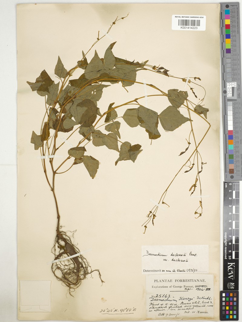 Hylodesmum longipes