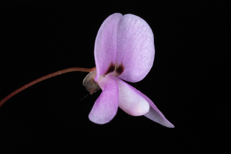 Nakedflower Ticktrefoil