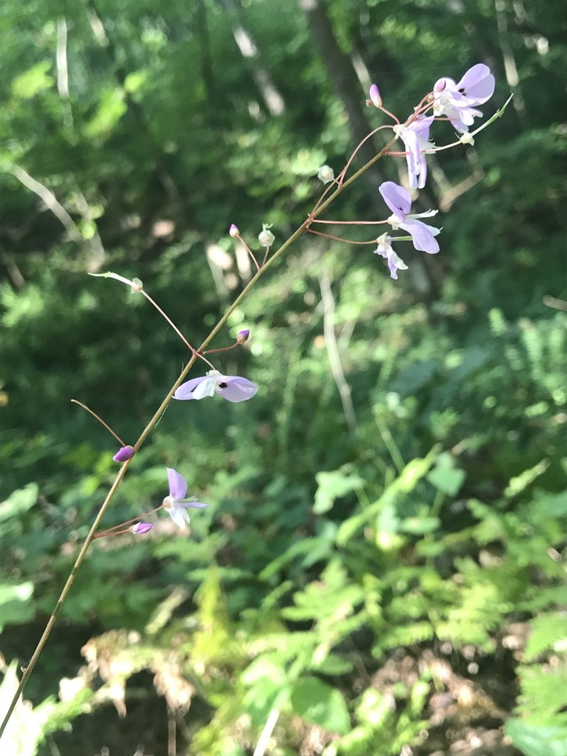 Nakedflower Ticktrefoil photo 3