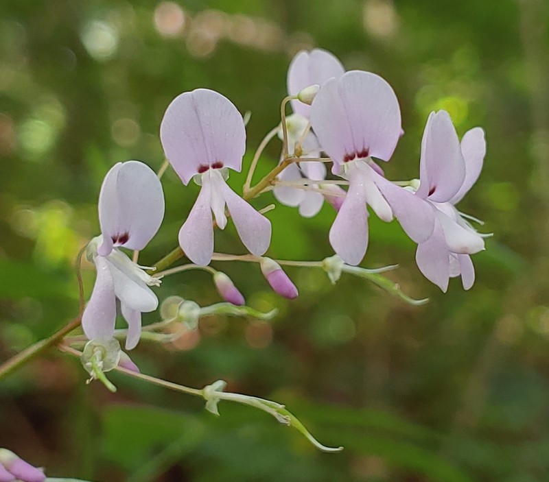 Nakedflower Ticktrefoil photo 4