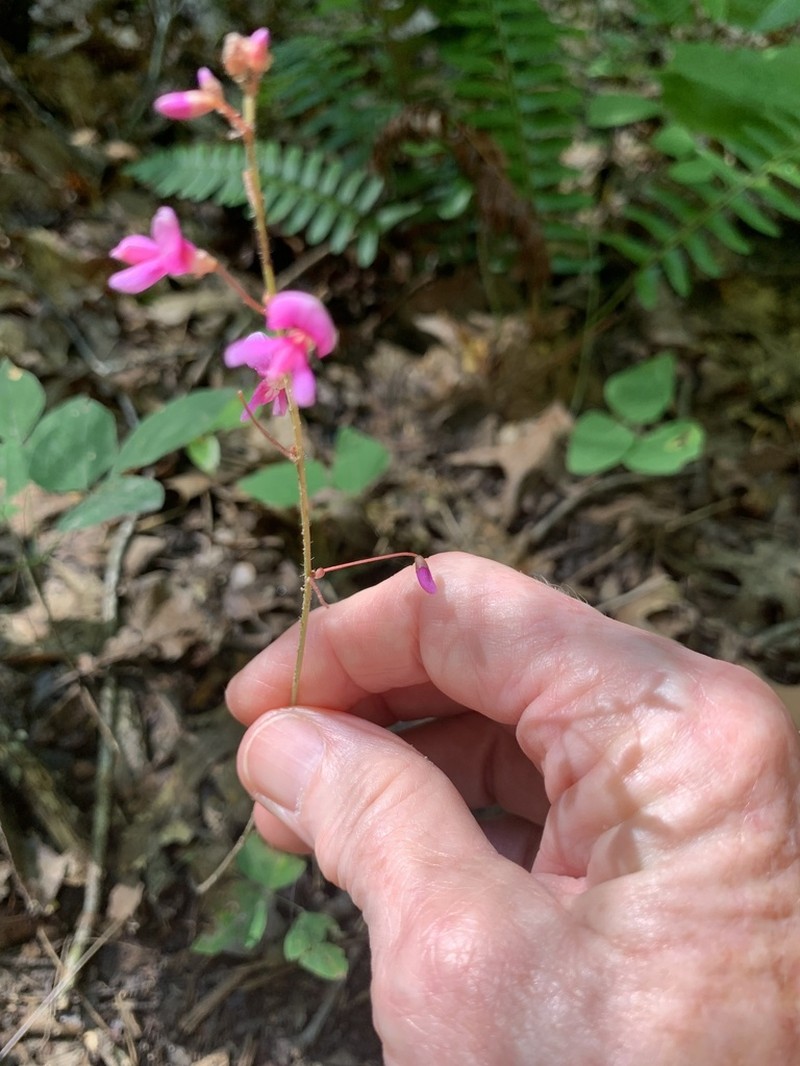 Nakedflower Ticktrefoil photo 5
