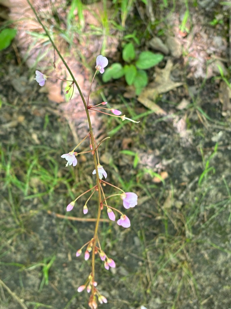 Nakedflower Ticktrefoil photo 6