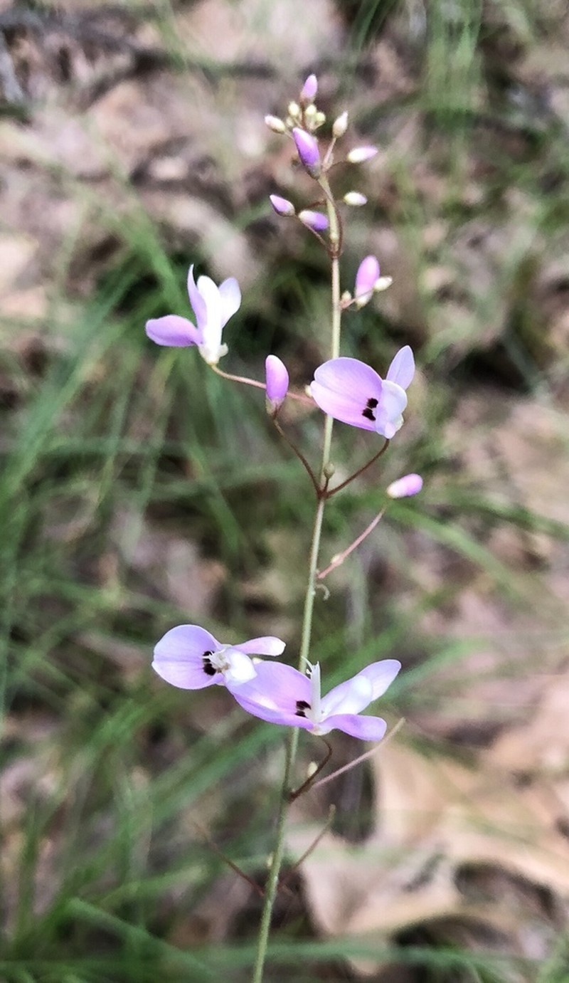 Nakedflower Ticktrefoil photo 7