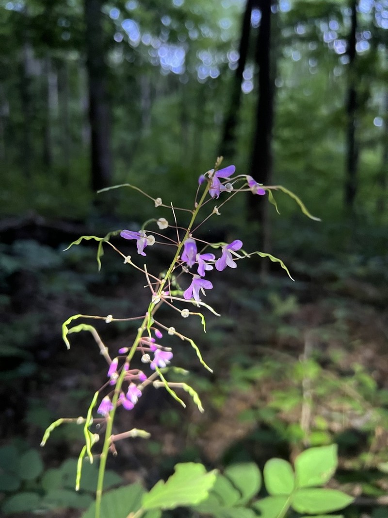 Nakedflower Ticktrefoil photo 8