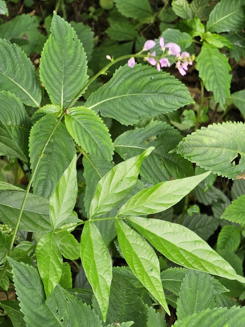 Hylodesmum oldhamii