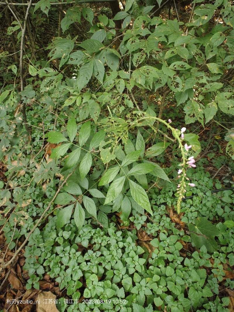 Hylodesmum oldhamii photo 6