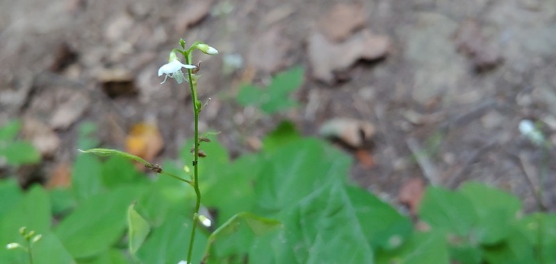 Fewflower Ticktrefoil